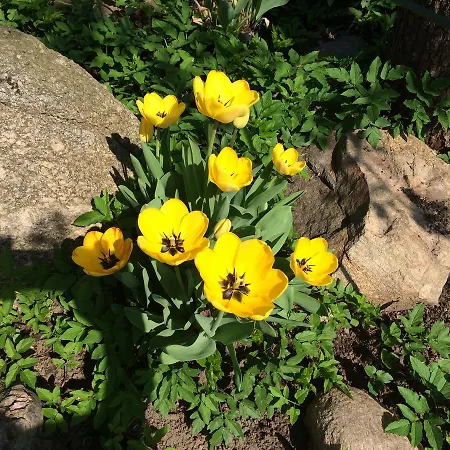 아파트 Rosi Stoppa 부르크